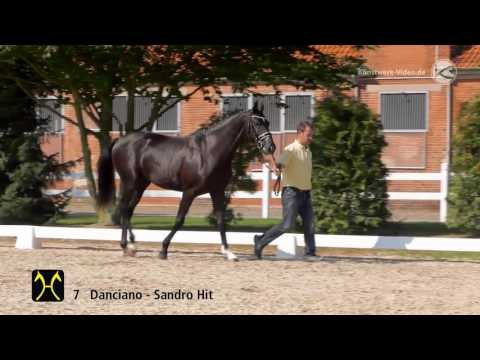 Hanoverian Stallion Licensing 2016 No  7 by Danciano Sandro Hit