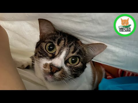 The Most Relaxing Purr 😻 Cat Spreads Her Happiness to Us