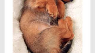 RAZ-Animals Nap