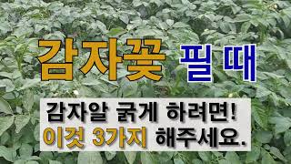 감자 꽃필 때 이것 3가지 감자 알 굵게 하려면 이것 3가지 해주세요. #감자 굵게 키우는 방법 #감자 웃거…