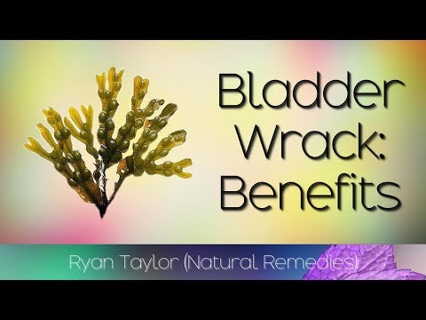 download lagu mp3 mp4 Bladderwrack Recipes, download lagu Bladderwrack Recipes gratis, unduh video klip Bladderwrack Recipes