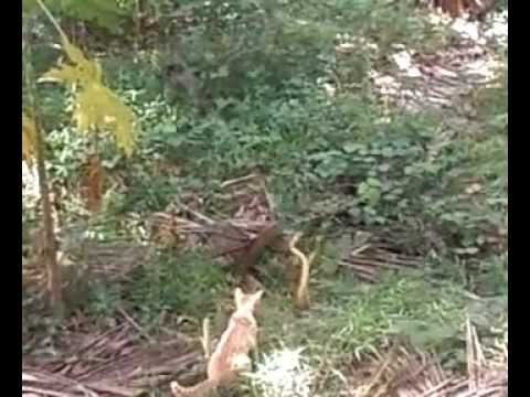 Incredible Snakes.mp4