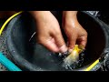 Berikut TIPS DAN TRIK MEMANDIKAN BURUNG KENARI CEMPLUNG, terpanas!