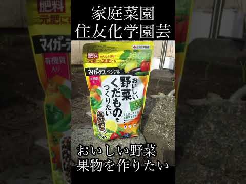 ディプラデニアに最適な肥料は何ですか?冬でも美しい姿を保つには？  庭園