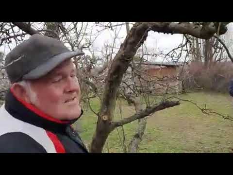 Obstbaumschnitt eines alten Apfelbaumes