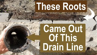 How Tree Roots Can Get Into Plumbing Pipe Drain Lines And Back Them Up