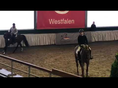 Holsteiner Hengst For Carsten bei seinem Sporttest