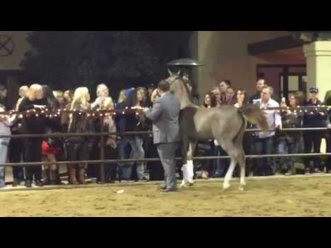 Om El Erodite at Marquise Auction Preview Tuesday, February 21