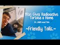Radioactive Tortoise Finds A Home Friendly Tails