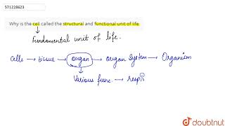 Why is the cell called the structural and functional unit of life | 9 | THE FUNDAMENTAL UNIT OF ...