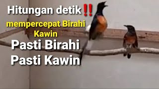 Download lagu SATU JAM - Murai Tak Kunjung Kawin⁉️ Langsung Birahi & Kawin Hitungan Detik - 100% Pancingan Manjur mp3 Download lagu SATU JAM - Murai Tak Kunjung Kawin⁉️ Langsung Birahi & Kawin Hitungan Detik - 100% Pancingan Manjur mp3