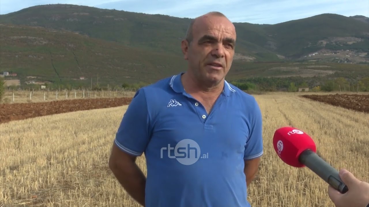 Përgatitja e tokës për mbjellje/Gruri dhe thekra, kulturat bujqësore kryesore në Kukës