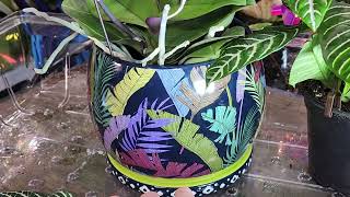 New Plants! New Fountain and Stuff 🌴Saturday Vlog