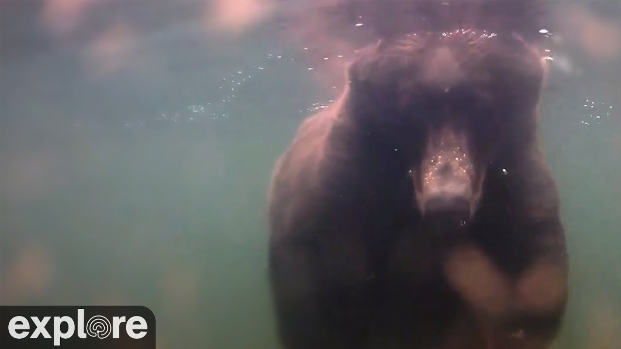 Underwater Bear Cam - Katmai National Park, Alaska powered by EXPLORE.org - YouTube