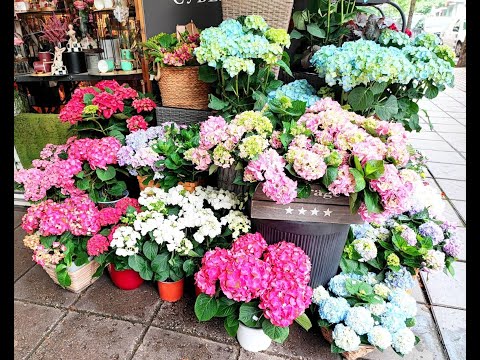 Sofia, Bulgaria 🇧🇬 4K HDR Street Musicians on Vitosha