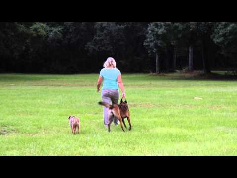 Dog training solutions video