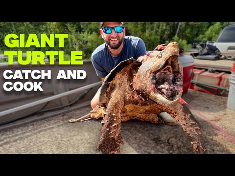 Alligator Snapping Turtle Catch and Cook in Louisiana