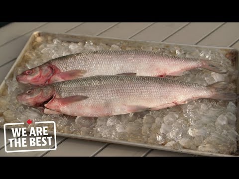 ​Lake whitefish from Hay River, a fishing tale that began in 1892 | We Are The Best