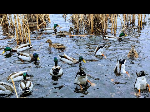 Birds of the park | Nature ASMR