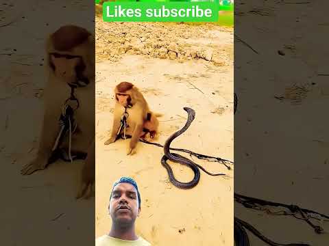 A disabled duckling helps his cat friend 🐥 #DuckRescue #CuteAnimal #AnimalRescue