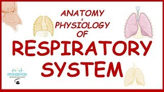 Anatomy and Physiology of Respiratory System