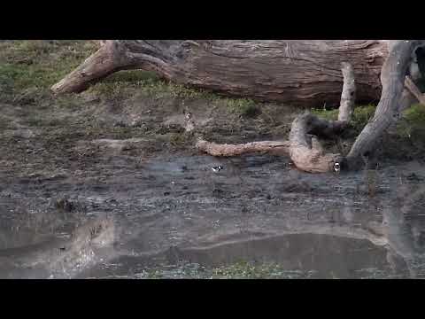 Djuma: Blacksmith Lapwing parent and three chicks - 17:41 - 08/25/2022