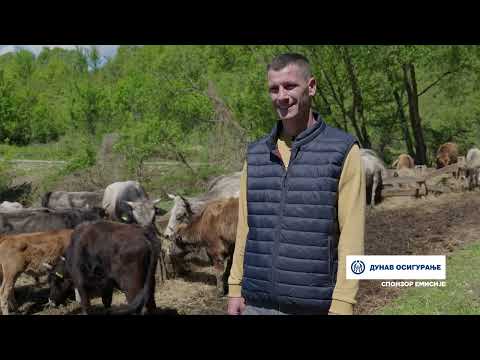 Naša priča ep. 454 09.05.2024. Marko Marinković, Dučalovići, autohtono balkansko goveče - buša