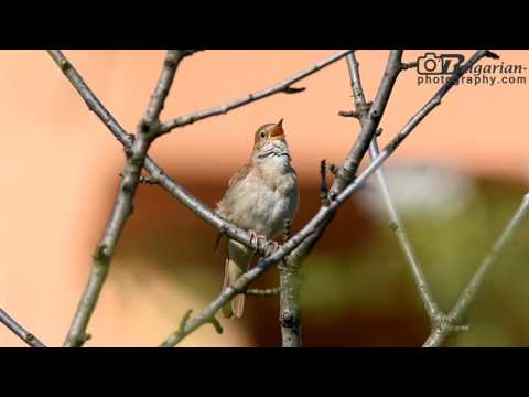 Common Nightingale (Luscinia megarhynchos) song and sounds