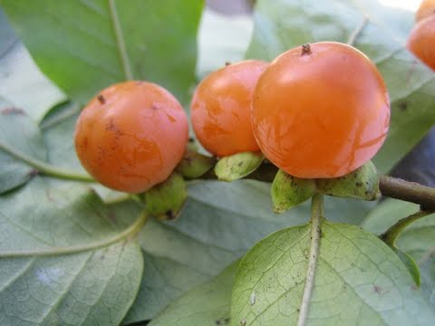 Laboratorio Giardinaggio a cura di Salvatore Fioretti