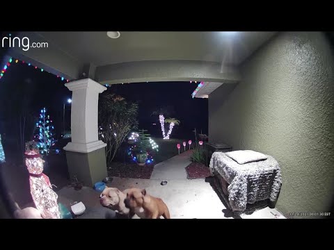 Loose dogs caught on camera killing cat