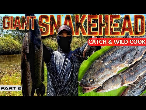 EP886-P2 - Giant Snakehead Catch and Wild Cook