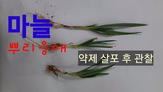 마늘_뿌리응애(2)