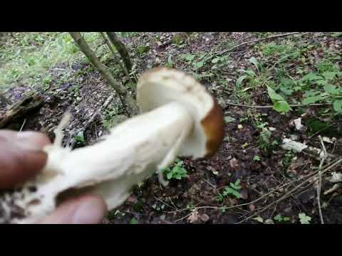 Собирали грибы, а вокруг ревела сирена ...