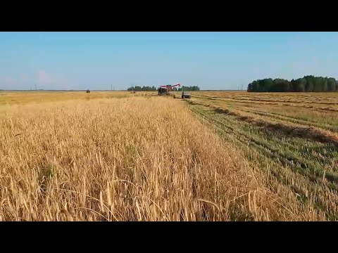 Шесть районов Гомельской области завершили уборку зерновых видео