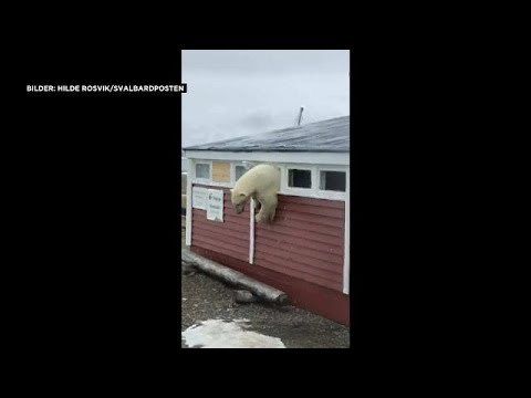 Video: Ein Eisbär im Hotel auf Spitzbergen