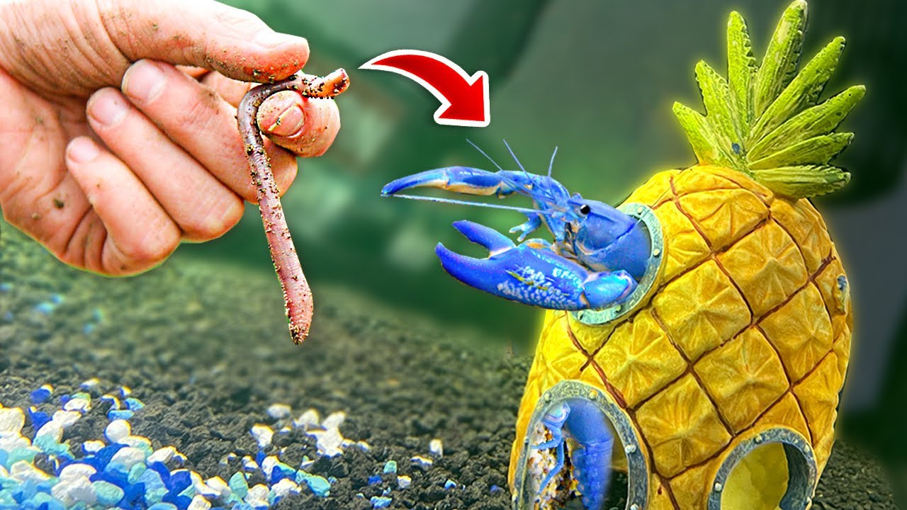MINHA NOVA LAGOSTA AZUL RARA vs MINHOCA