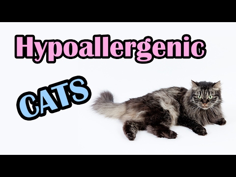 13 Hypoallergenic Cats