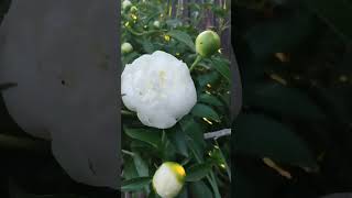 #shorts #peony  Peony starts blooming