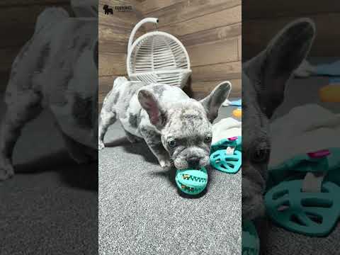 Video 4