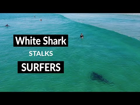 Check Out This Drone Video Of A White Shark Stalking Surfers