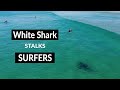 WHITE SHARK STALKS SURFERS - Shark Drone Footage