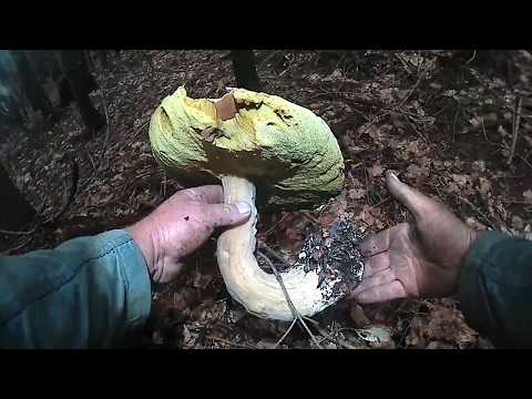 Білі гриби в горах Карпати.Белые грибы в горах Карпаты.