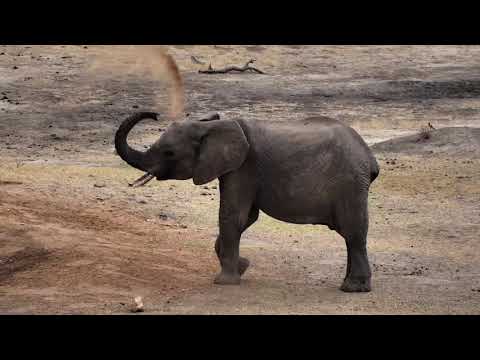 Djuma: Short Trunk Elephant and her small herd-Pt:1 - 07:32 - 10/10/18