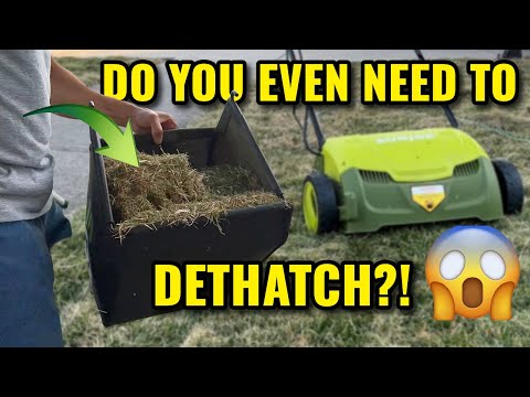 I Dethatched My Lawn After 18 Years… You Won’t Believe What Came Out!