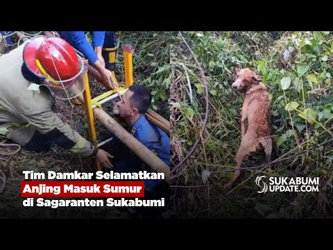 Tim Damkar Selamatkan Anjing Masuk Sumur di Sagaranten Sukabumi