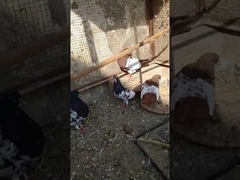 All kinds of pigeons  kabotr bazi کبوتروں کے شوقین اچھی نسل کبوتر