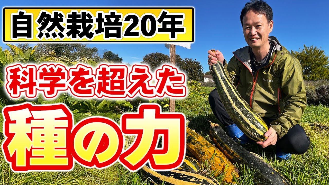 寒冷地でも自家採種は可能か?不可能を可能にした自然栽培の実例と知恵