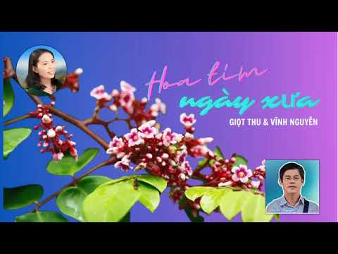 Hoa tím ngày xưa - Vĩnh Nguyên