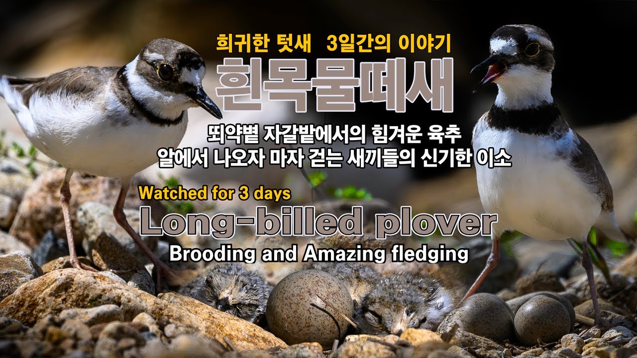 흰목물떼새 유튜브 썸네일