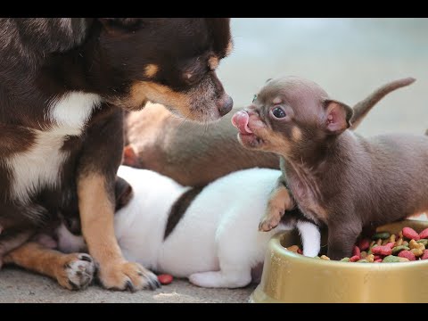 The Exchange of Love Between Two Puppies